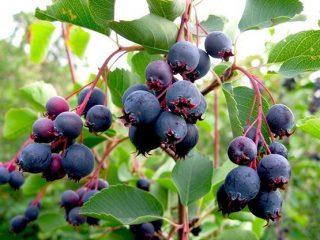 How to make wine from serviceberry