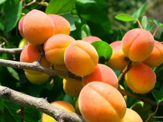 Apricot Snegirek