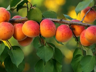 Ako zasadiť marhuľu na jar: sprievodca krok za krokom