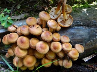 Summer honey fungus and its dangerous double + photo