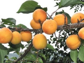 Ornamental shrub Manchurian apricot