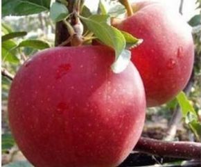 شجرة تفاح متنوعة المجد للفائزين