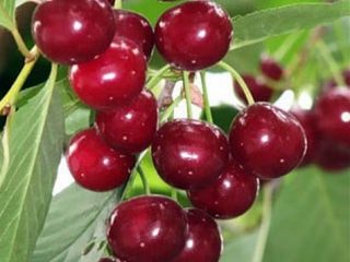 Cherry Saratov Baby