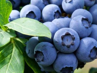 Blueberry Liberty