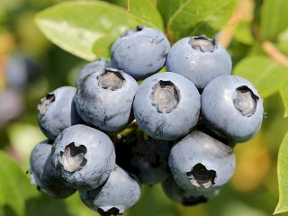 Blueberry North Blue