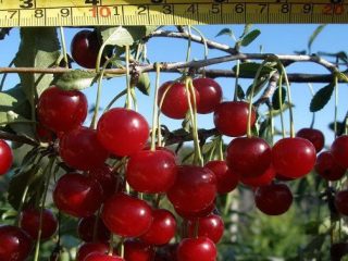 Cherry Maksimovskaya
