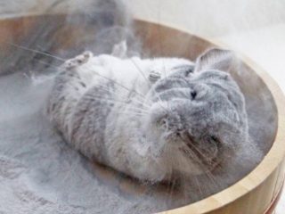 ¿De qué se enferman las chinchillas?