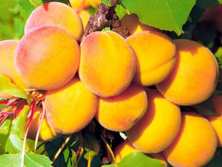 Apricot Royal