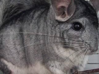 Con que frecuencia bañar una chinchilla