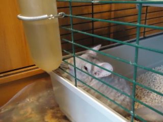 ¿Qué comen las chinchillas en casa?