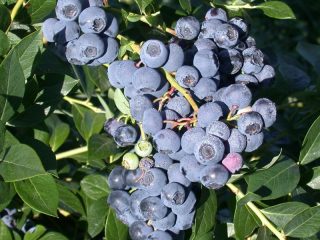 Blueberry Spartan