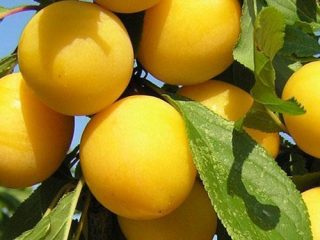Plum (cherry plum) Mara
