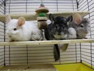 Chinchilla en casa: cría, mantenimiento y cuidado, revisiones.