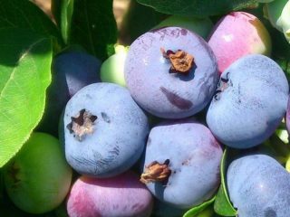 Blueberry Patriot