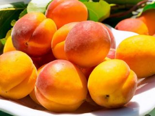 Apricot Northern Triumph