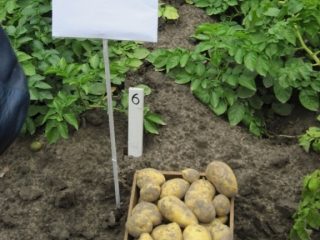 Potato Zekura