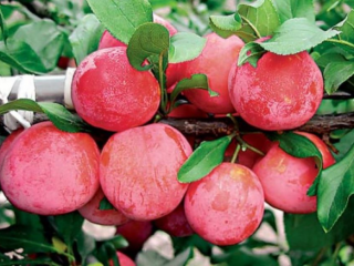 Red-meat plum