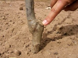 Cara menanam pokok plum pada musim bunga: langkah demi langkah