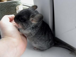 ¿Por qué muerde una chinchilla?