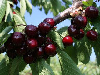 Cherry Raditsa