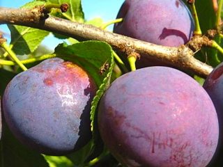 Plum Starter
