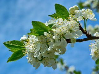 How to feed a plum tree in spring