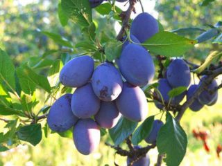 Plum BlueFree