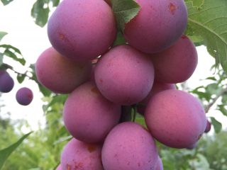 Plum Blue Sweet