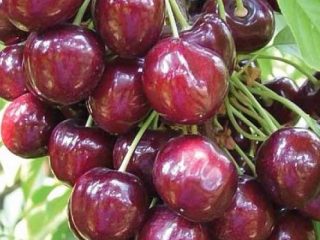 Cherry Napoleon