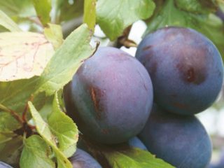 Plum Opal