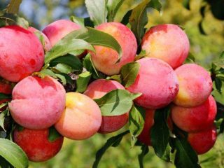 Plum Queen Victoria