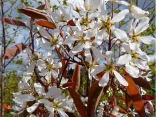 Ciruela Zarechnaya temprana: descripción de la variedad, fotos, reseñas.