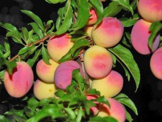 Peach Peach Michurina: descripción de la variedad, fotos, críticas.