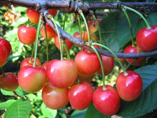 cereza fatezh