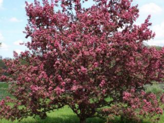 Decorative plum Pissardi