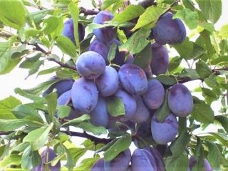 Plum Nadezhda