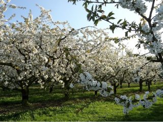 Plum varieties for the Moscow region and the middle zone