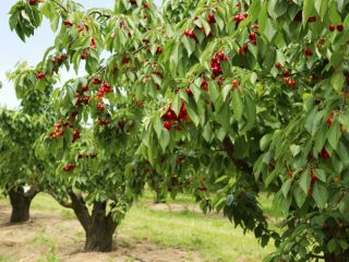 Types and varieties of cherries