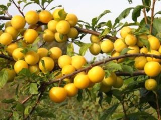 Plum (cherry plum) Gift to St. Petersburg