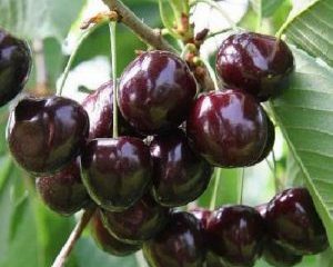 Cherry Rechitsa