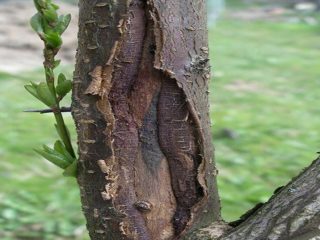 ¿Por qué se agrietan las cerezas?