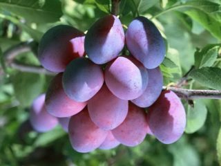 Plum Blue gift