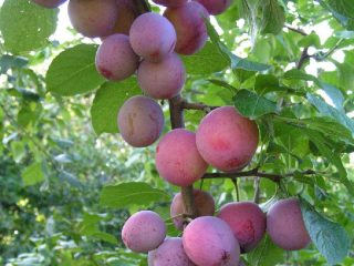 Plum Delicata