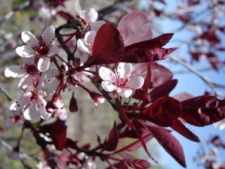 Red plum