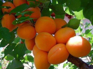 The best varieties of apricots