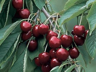 Cherry Michurinskaya