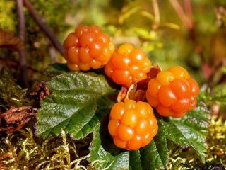 Beneficial properties of cloudberries