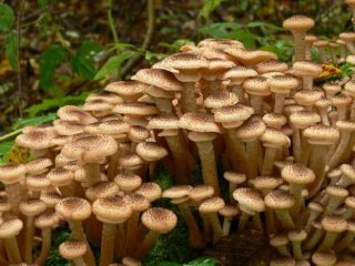 Why are honey mushrooms useful?