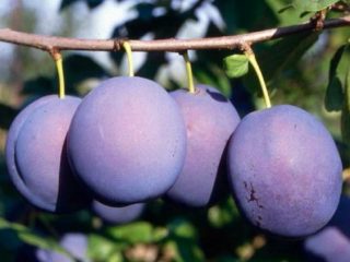 Plum Prunes