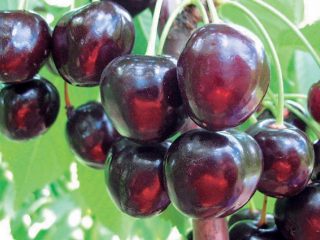 Cherry Lyubimitsa Astakhova